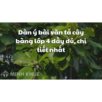Dàn ý bài văn tả cây bàng lớp 4 dầy đủ, chi tiết nhất