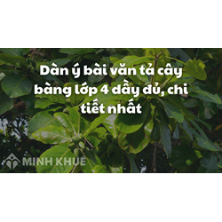 Dàn ý bài văn tả cây bàng lớp 4 dầy đủ, chi tiết nhất