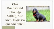 Chó Dachshund (chó Lạp Xưởng/Xúc Xích) là gì? Có giá bao nhiêu