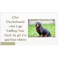 Chó Dachshund (chó Lạp Xưởng/Xúc Xích) là gì? Có giá bao nhiêu