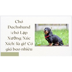 Chó Dachshund (chó Lạp Xưởng/Xúc Xích) là gì? Có giá bao nhiêu