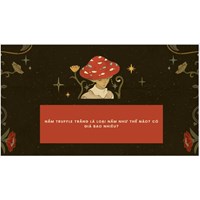 Nấm Truffle trắng là loại nấm như thế nào? Có giá bao nhiêu?