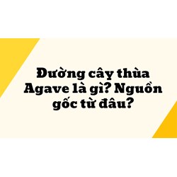 Đường cây thùa Agave là gì? Nguồn gốc từ đâu?