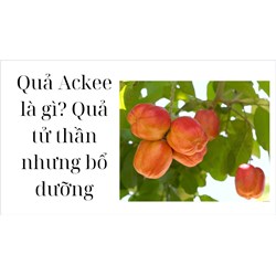 Quả Ackee là gì? Quả tử thần nhưng bổ dưỡng