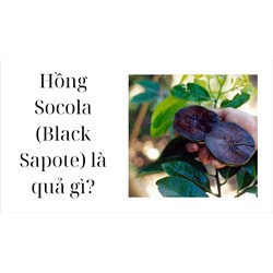 Hồng Socola (Black Sapote) là quả gì?