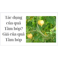 Tác dụng của quả Tầm bóp? Giá của quả Tầm bóp