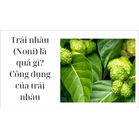 Trái nhàu (Noni) là quả gì? Công dụng của trái nhàu