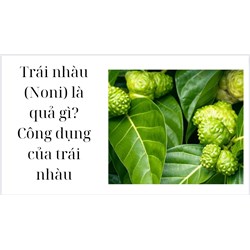 Trái nhàu (Noni) là quả gì? Công dụng của trái nhàu