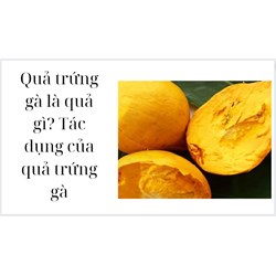 Quả trứng gà là quả gì? Tác dụng của quả trứng gà