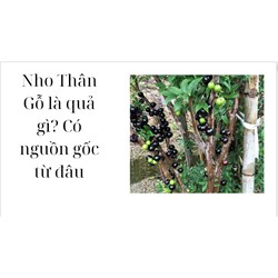 Nho Thân Gỗ là quả gì? Có nguồn gốc từ đâu