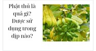 Phật thủ là quả gì? Được sử dụng trong dịp nào?