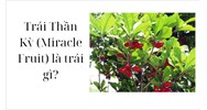 Trái Thần Kỳ (Miracle Fruit) là trái gì?