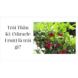 Trái Thần Kỳ (Miracle Fruit) là trái gì?