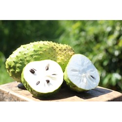 Quả Mãng Cầu Xiêm (Cherimoya) là quả gì?