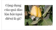 Cộng dụng của quả đào lộn hột (quả điều) là?