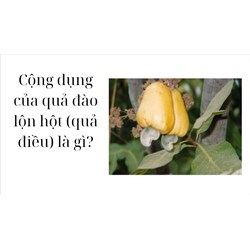 Cộng dụng của quả đào lộn hột (quả điều) là?
