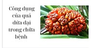 Công dụng của quả dứa dại trong chữa bệnh