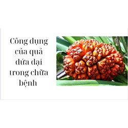 Công dụng của quả dứa dại trong chữa bệnh