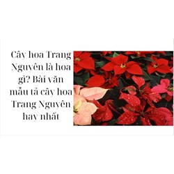 Cây hoa Trang Nguyên là hoa gì? Bài văn mẫu tả cây hoa Trang Nguyên hay nhất