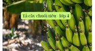 Tả cây chuối tiêu siêu hay theo chương trình học lớp 4