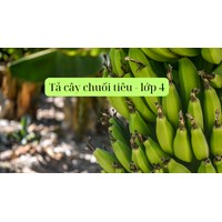 Tả cây chuối tiêu siêu hay theo chương trình học lớp 4