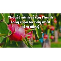 Thuyết minh về cây Thanh Long chọn lọc hay nhất kèm dàn ý