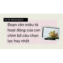 Đoạn văn miêu tả hoạt động của con chim bồ câu chọn lọc hay nhất
