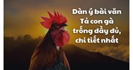 Dàn ý bài văn Tả con gà trống đầy đủ, chi tiết nhất