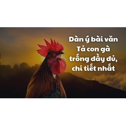 Dàn ý bài văn Tả con gà trống đầy đủ, chi tiết nhất