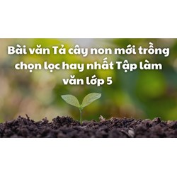 Bài văn Tả cây non mới trồng chọn lọc hay nhất Tập làm văn lớp 5