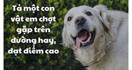 Tả một con vật em chợt gặp trên đường hay, đạt điểm cao