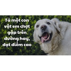 Tả một con vật em chợt gặp trên đường hay, đạt điểm cao