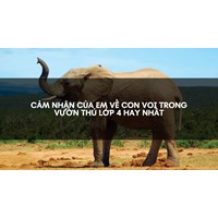 Cảm nhận của em về con voi trong vườn thú lớp 4 Hay Nhất