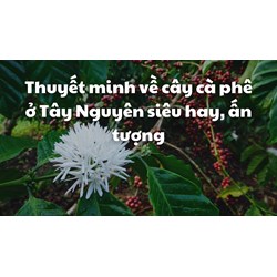 Thuyết minh về cây cà phê ở Tây Nguyên siêu hay, ấn tượng