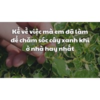 Kể về việc mà em đã làm để chăm sóc cây xanh khi ở nhà hay nhất
