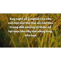 Suy nghĩ về câu nói hạt lúa thứ hai dù nát tan trong đất ... hay nhất