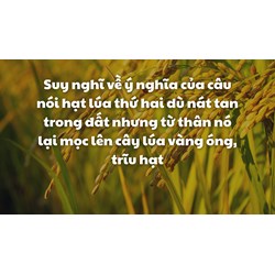 Suy nghĩ về câu nói hạt lúa thứ hai dù nát tan trong đất ... hay nhất
