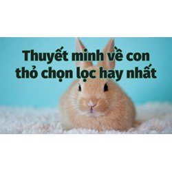 Thuyết minh về con thỏ chọn lọc hay nhất