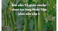 Bài văn Tả giàn mướp chọn lọc hay nhất Tập làm văn lớp 5