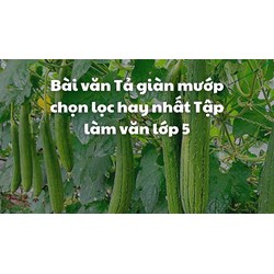 Bài văn Tả giàn mướp chọn lọc hay nhất Tập làm văn lớp 5