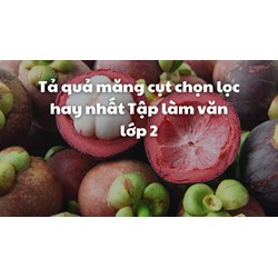 Tả quả măng cụt chọn lọc hay nhất Tập làm văn lớp 2