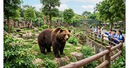 Bài văn Tả con gấu trong vườn thú chọn lọc hay nhất