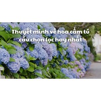 Thuyết minh về hoa cẩm tú cầu chọn lọc hay nhất