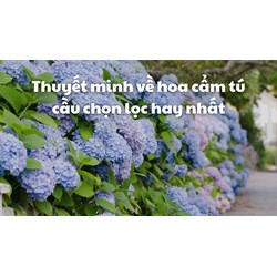 Thuyết minh về hoa cẩm tú cầu chọn lọc hay nhất