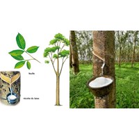 Thuyết minh cây cao su chọn lọc hay nhất
