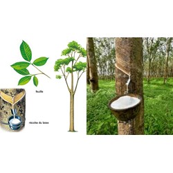Thuyết minh cây cao su chọn lọc hay nhất