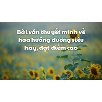 Bài văn thuyết minh về hoa hướng dương siêu hay, đạt điểm cao