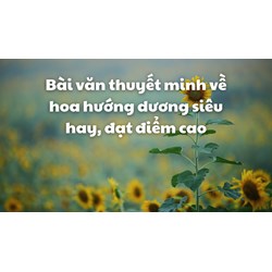 Bài văn thuyết minh về hoa hướng dương siêu hay, đạt điểm cao