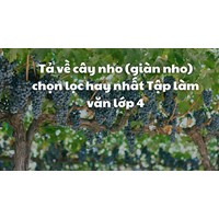 Tả về cây nho (giàn nho) chọn lọc hay nhất Tập làm văn lớp 4