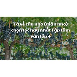 Tả về cây nho (giàn nho) chọn lọc hay nhất Tập làm văn lớp 4